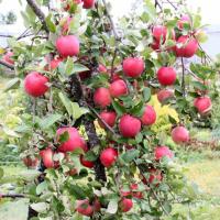 yablonya-uralec-opisanie-sorta-posadka-i-uhod-1