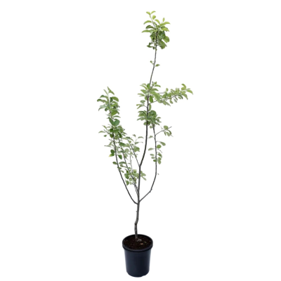 Яблоня Богатырь/подвой 54-118 полукарл/С