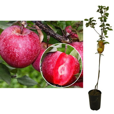 Яблоня Ред Кэтти (П)