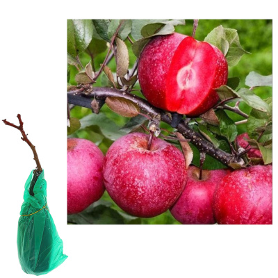 Яблоня красномякотная Байя Мариса 2-х лет/подвой 54-118 полукарл/С