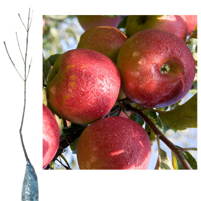 Яблоня Джонатон Голд