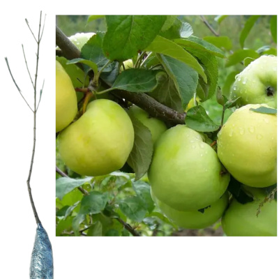 Яблоня Антоновка/ (П)
