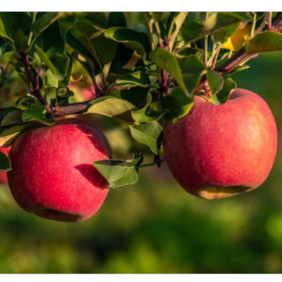 Яблоня Веньяминовское П