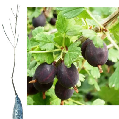 Крыжовник Орленок