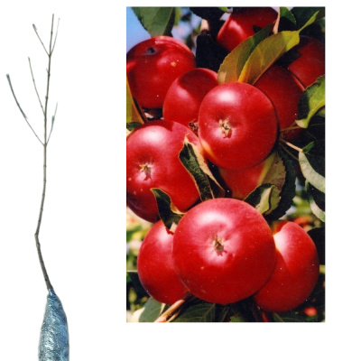 Яблоня колоновидная Останкино