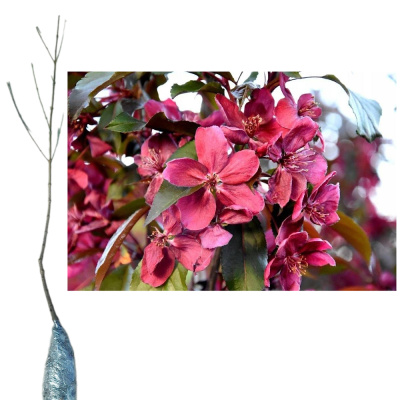 Яблоня Роялти