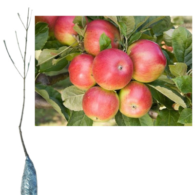 Яблоня Айдаред