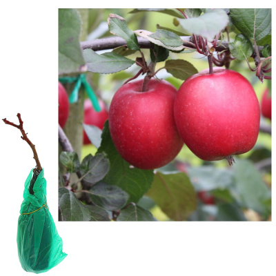 Яблоня красномякотная Редлав Одиссо 2-х лет/подвой 54-118 полукарл/С