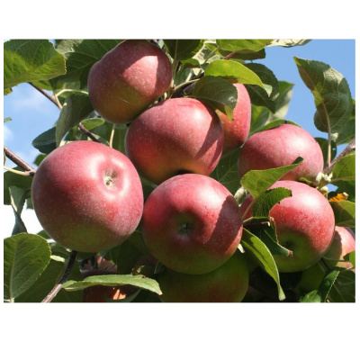 Яблоня Лобо(П)