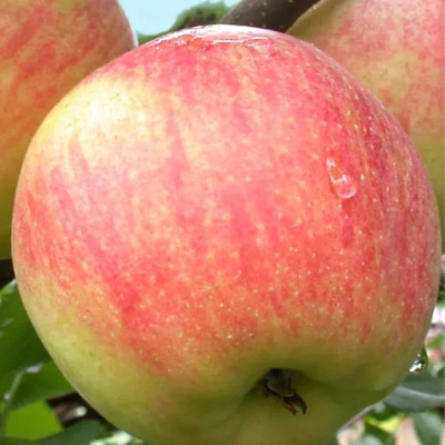 Яблоня крупное Ртищева