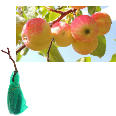 Яблоня Сахарный Мирон 2-х лет/подвой 54-118 полукарл/С