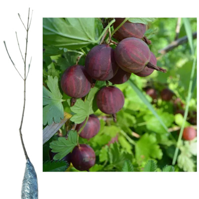 Крыжовник Командор