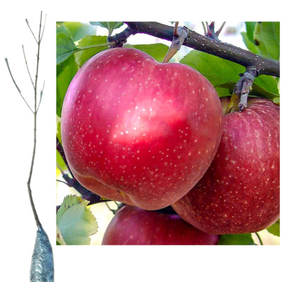 Яблоня Фуджи