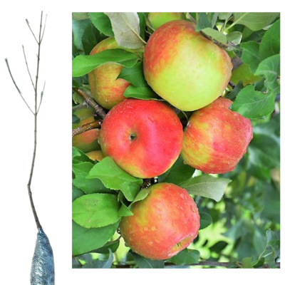 Яблоня Хани Крисп/