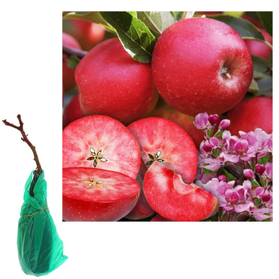 Яблоня красномякотная Ред Сан/подвой 54-118 полукарл/С