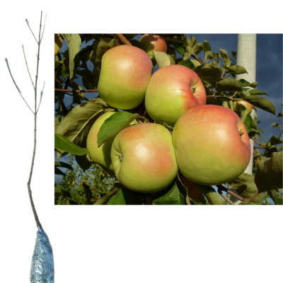 Яблоня Синап Орловский