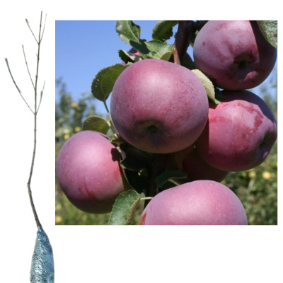 Яблоня Вильямс Прайд/ (П)