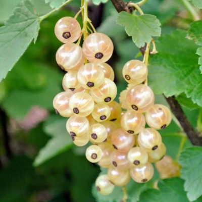 Смородина белая Смольяниновская (С2)				