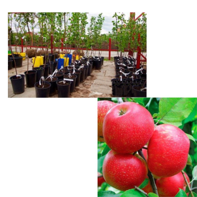 Яблоня Хани Крисп (О)(П)