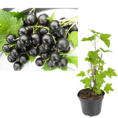 Смородина черная Гуливер