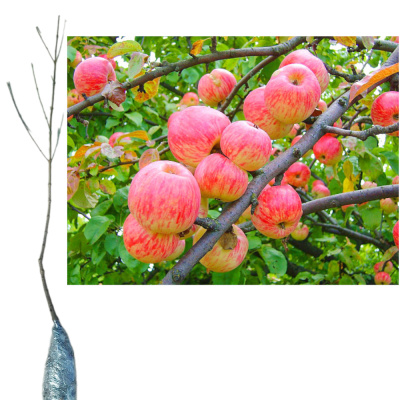 Яблоня Мельба