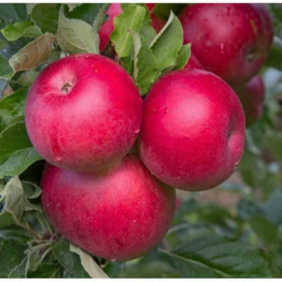 Яблоня Афродита П