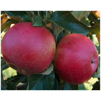 Яблоня Поэзия П