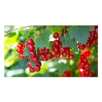 Смородина красная в ассорт.