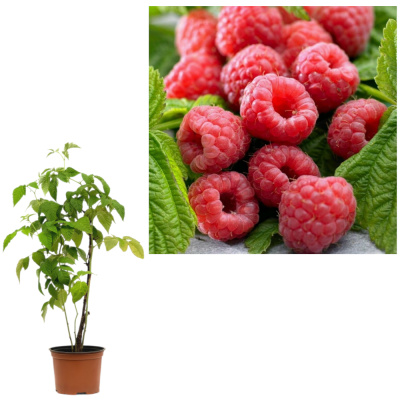 Малина ремонтантные сорта Элегантная (С2)