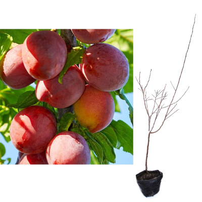 Слива Скороплодная (П)