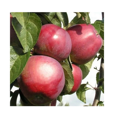 Яблоня Имант.(П)