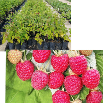 Малина Пересвет (С2)				