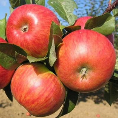 Яблоня Конфетное зкс