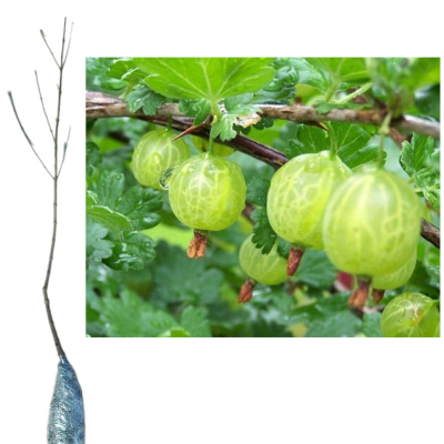 Крыжовник Малахит