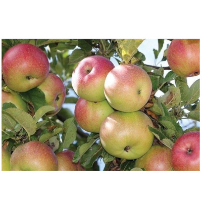 Яблоня Александр Бойко(П)