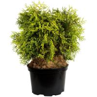 pf7fuhws9ywrtvv7qqxujksz0vioe3i2