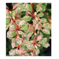 барбариссс