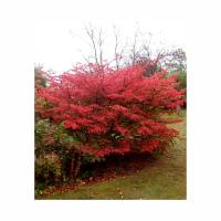 Бересклеееттт