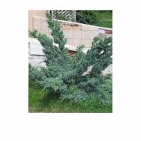 можевельникиикикики