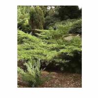 можевельниииииккк