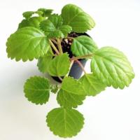 5a11cc60dbdf0f1f7c351062