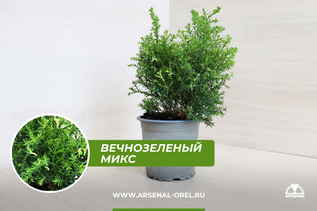 Горшочные растения