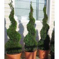 Туя западная Smaragd (Смарагд) Спираль