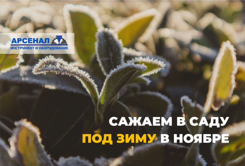 Ноябрьский сад: какие культуры посеять под зиму для раннего всхода