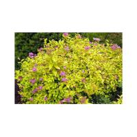 1e6ed3302d60fe5f111b5aaf908cdb03