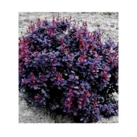 растениебарбрарис