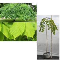 89ht89of67h1qmtle2tq20bqr7f40wk6