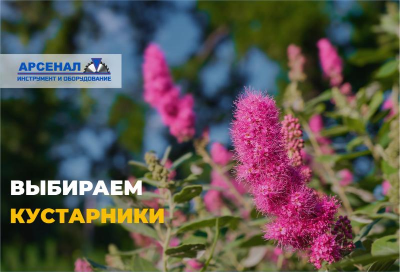 Неприхотливые кустарники для вашего участка: красота без лишних хлопот