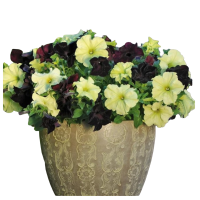 Без имени-PhotoRoom