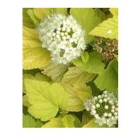 пузыреплодникк